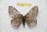  ( - BC-RBP 10339)  @12 [ ] Copyright (2016) Ron Brechlin Research Collection of Ron Brechlin