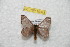  (Hylesia ilsantandex - BC-RBP 10343)  @14 [ ] Copyright (2016) Ron Brechlin Research Collection of Ron Brechlin