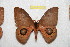  ( - BC-RBP 10395)  @11 [ ] Copyright (2017) Ron Brechlin Research Collection of Ron Brechlin