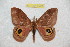  ( - BC-RBP 10408)  @13 [ ] Copyright (2017) Ron Brechlin Research Collection of Ron Brechlin