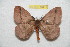  ( - BC-RBP 10411)  @13 [ ] Copyright (2017) Ron Brechlin Research Collection of Ron Brechlin