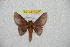  (Ptiloscola santamartensis - BC-RBP 10420)  @13 [ ] Copyright (2017) Ron Brechlin Research Collection of Ron Brechlin