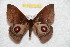  ( - BC-RBP 10461)  @14 [ ] Copyright (2017) Ron Brechlin Research Collection of Ron Brechlin