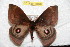  ( - BC-RBP 10462)  @14 [ ] Copyright (2017) Ron Brechlin Research Collection of Ron Brechlin