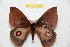  ( - BC-RBP 10463)  @13 [ ] Copyright (2017) Ron Brechlin Research Collection of Ron Brechlin