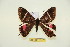  (Homidiana westwoodi - BC-RBP-13167)  @11 [ ] copyright (2025) Ron Brechlin Research Collection of Ron Brechlin