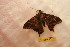  (Homidiana egina - BC-RBP-13189)  @11 [ ] copyright (2025) Ron Brechlin Research Collection of Ron Brechlin