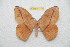 (Lonomia winbrechlini - BC-RBP-13193)  @11 [ ] copyright (2025) Ron Brechlin Research Collection of Ron Brechlin