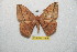  ( - BC-RBP 11375)  @12 [ ] Copyright (2019) Ron Brechlin Research Collection of Ron Brechlin