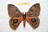  ( - BC-RBP 11429)  @14 [ ] Copyright (2019) Ron Brechlin Research Collection of Ron Brechlin
