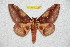  ( - BC-RBP 11443)  @11 [ ] Copyright (2019) Ron Brechlin Research Collection of Ron Brechlin