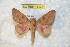  ( - BC-RBP 11473)  @11 [ ] Copyright (2019) Ron Brechlin Research Collection of Ron Brechlin