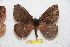  ( - BC-RBP 11510)  @11 [ ] Copyright (2019) Ron Brechlin Research Collection of Ron Brechlin