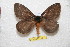  ( - BC-RBP 11512)  @11 [ ] Copyright (2019) Ron Brechlin Research Collection of Ron Brechlin