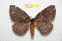  ( - BC-RBP 11517)  @11 [ ] Copyright (2019) Ron Brechlin Research Collection of Ron Brechlin