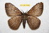  ( - BC-RBP 11535)  @11 [ ] Copyright (2019) Ron Brechlin Research Collection of Ron Brechlin