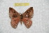 (Hylesia chrisbrechlinae - BC-RBP 7641)  @13 [ ] Copyright (2013) Ron Brechlin coll. Ron Brechlin, Pasewalk