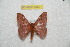  (Hylesia colimatifex - BC-RBP 7642)  @14 [ ] Copyright (2013) Ron Brechlin coll. Ron Brechlin, Pasewalk
