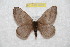  (Hylesia frigoaxacanex - BC-RBP 7650)  @13 [ ] Copyright (2013) Ron Brechlin coll. Ron Brechlin, Pasewalk