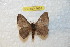  (Hylesia nigribahiex - BC-RBP 7664)  @14 [ ] Copyright (2013) Ron Brechlin coll. Ron Brechlin, Pasewalk