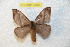  (Hylesia coex - BC-RBP 7668)  @13 [ ] Copyright (2013) Ron Brechlin coll. Ron Brechlin, Pasewalk