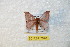  (Hylesia ilhondurex - BC-RBP 7670)  @13 [ ] Copyright (2013) Ron Brechlin coll. Ron Brechlin, Pasewalk
