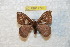  (Hylesia praedperuana - BC-RBP 7726)  @13 [ ] Copyright (2013) Ron Brechlin coll. Ron Brechlin, Pasewalk