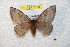  (Hylesia espichinchex - BC-RBP 7758)  @14 [ ] Copyright (2013) Ron Brechlin coll. Ron Brechlin, Pasewalk