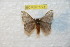  (Hylesia invidiosa occiecuatoriana - BC-RBP 7773)  @13 [ ] Copyright (2013) Ron Brechlin coll. Ron Brechlin, Pasewalk