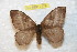  (Hylesia melanomoronex - BC-RBP 7779)  @14 [ ] Copyright (2013) Ron Brechlin coll. Ron Brechlin, Pasewalk