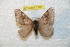  (Hylesia rosepichinchensis - BC-RBP 7781)  @13 [ ] Copyright (2013) Ron Brechlin coll. Ron Brechlin, Pasewalk