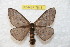  (Hylesia andperuex - BC-RBP 7813)  @14 [ ] Copyright (2013) Ron Brechlin coll. Ron Brechlin, Pasewalk