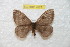  (Hylesia paroyex - BC-RBP 7821)  @13 [ ] Copyright (2013) Ron Brechlin coll. Ron Brechlin, Pasewalk