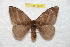  (Hylesia gyrcuscex - BC-RBP 7830)  @14 [ ] Copyright (2013) Ron Brechlin coll. Ron Brechlin, Pasewalk