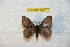  (Hylesia inducayalex - BC-RBP 7837)  @13 [ ] Copyright (2013) Ron Brechlin coll. Ron Brechlin, Pasewalk