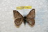  (Hylesia yapiex - BC-RBP 7843)  @13 [ ] Copyright (2013) Ron Brechlin coll. Ron Brechlin, Pasewalk