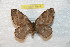  (Hylesia ascdiosex - BC-RBP 7844)  @13 [ ] Copyright (2013) Ron Brechlin coll. Ron Brechlin, Pasewalk