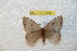  (Hylesia cearex - BC-RBP 7852)  @13 [ ] Copyright (2013) Ron Brechlin coll. Ron Brechlin, Pasewalk
