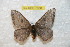  (Hylesia andbolivex - BC-RBP 7858)  @14 [ ] Copyright (2013) Ron Brechlin coll. Ron Brechlin, Pasewalk