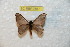  (Hylesia termoronex termoronex - BC-RBP 7867)  @13 [ ] Copyright (2013) Ron Brechlin coll. Ron Brechlin, Pasewalk