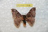  (Hylesia egrex - BC-RBP 7908)  @14 [ ] Copyright (2013) Ron Brechlin coll. Ron Brechlin, Pasewalk