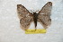  (Hylesia alticoloides - BC-RBP 7921)  @13 [ ] Copyright (2013) Ron Brechlin coll. Ron Brechlin, Pasewalk