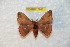 (Hylesia siriae - BC-RBP 7942)  @14 [ ] Copyright (2013) Ron Brechlin coll. Ron Brechlin, Pasewalk