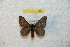  (Hylesia subcottica - BC-RBP 7948)  @13 [ ] Copyright (2013) Ron Brechlin coll. Ron Brechlin, Pasewalk