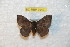  (Hylesia maubahiex - BC-RBP 7949)  @14 [ ] Copyright (2013) Ron Brechlin coll. Ron Brechlin, Pasewalk