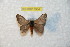  (Hylesia tiphys - BC-RBP 7964)  @13 [ ] Copyright (2013) Ron Brechlin coll. Ron Brechlin, Pasewalk