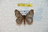  (Hylesia lempirex - BC-RBP 7984)  @11 [ ] Copyright (2013) Ron Brechlin coll. Ron Brechlin, Pasewalk