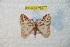  ( - BC-RBP 7991)  @13 [ ] Copyright (2013) Ron Brechlin coll. Ron Brechlin, Pasewalk