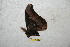  ( - BC-RBP 8015)  @12 [ ] Copyright (2013) Ron Brechlin Research Collection of Ron Brechlin