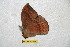  (Janiodes lavristolima - BC-RBP 8017)  @14 [ ] Copyright (2013) Ron Brechlin Research Collection of Ron Brechlin